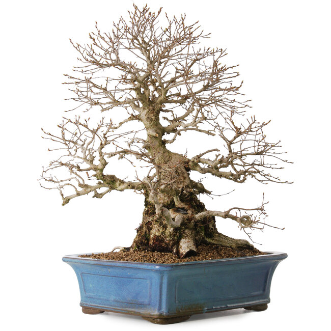 Carpinus coreana, 51 cm, ± 20 ans, avec un nebari de 28 cm