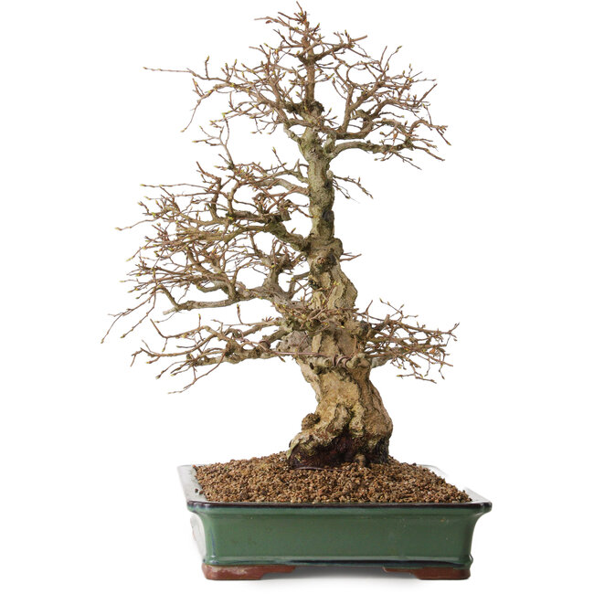 Carpinus coreana, 48 cm, ± 25 ans, avec un nebari de 16 cm