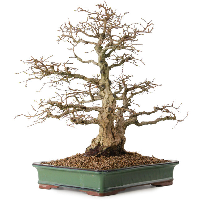 Carpinus coreana, 48 cm, ± 25 años, con un nebari de 16 cm