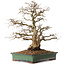 Carpinus coreana, 48 cm, ± 25 years old, with a nebari of 16 cm