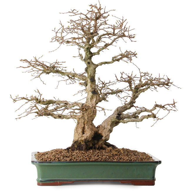 Carpinus coreana, 48 cm, ± 25 years old, with a nebari of 16 cm