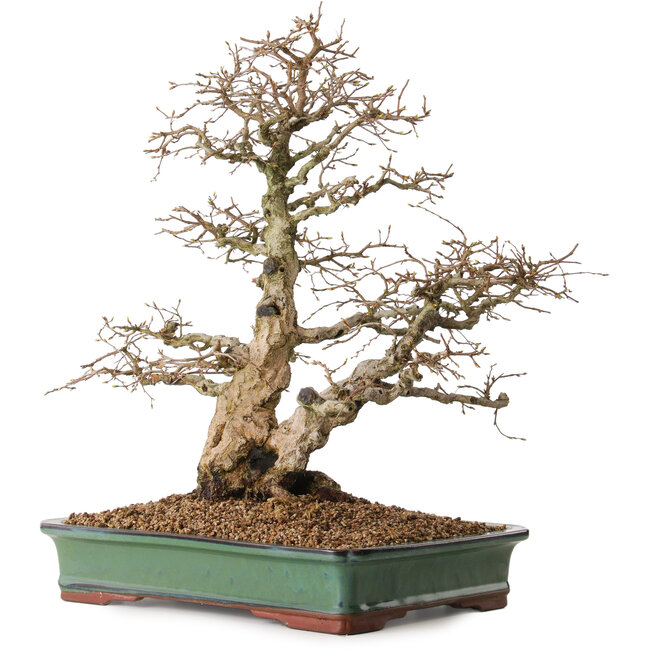 Carpinus coreana, 48 cm, ± 25 ans, avec un nebari de 16 cm