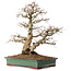 Carpinus coreana, 48 cm, ± 25 ans, avec un nebari de 16 cm