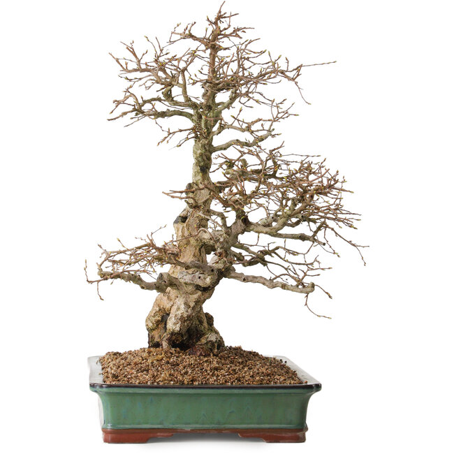 Carpinus coreana, 48 cm, ± 25 ans, avec un nebari de 16 cm