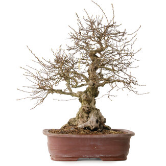 Carpinus coreana, 57 cm, ± 20 jaar oud