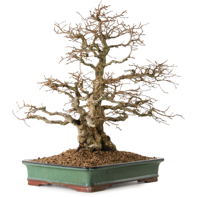 Carpinus coreana, 48 cm, ± 25 jaar oud, met een nebari van 16 cm