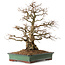 Carpinus coreana, 48 cm, ± 25 years old, with a nebari of 16 cm
