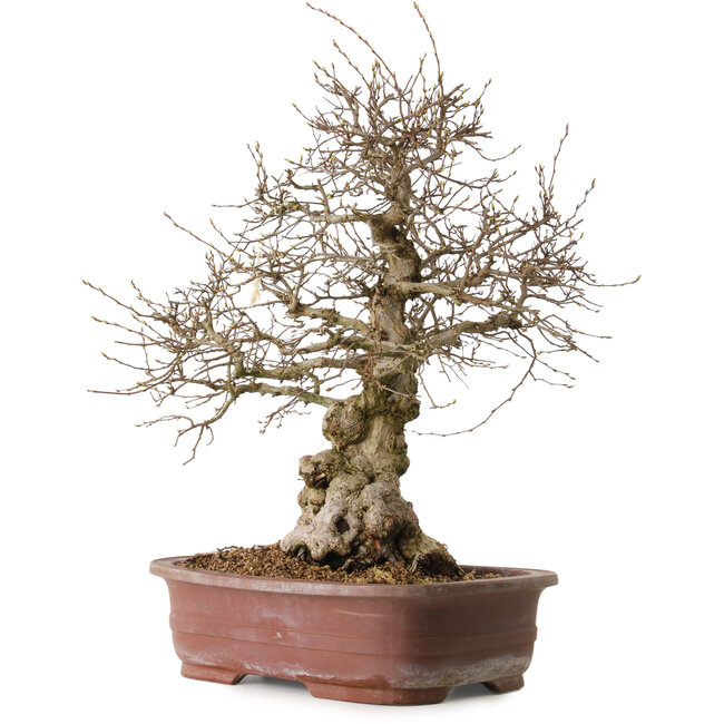 Carpinus coreana, 57 cm, ± 20 jaar oud, met een nebari van 24 cm