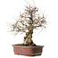 Carpinus coreana, 57 cm, ± 20 years old, with a nebari of 24 cm