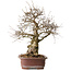 Carpinus coreana, 57 cm, ± 20 anni, con nebari di 24 cm