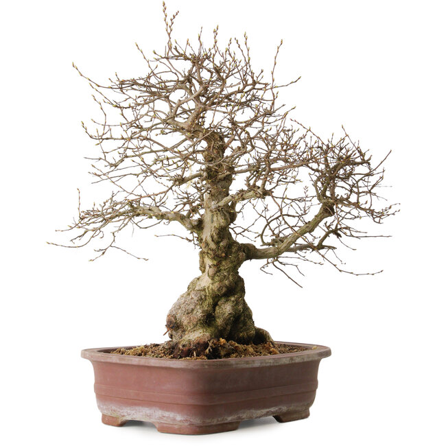 Carpinus coreana, 57 cm, ± 20 años, con un nebari de 24 cm