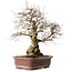 Carpinus coreana, 57 cm, ± 20 years old, with a nebari of 24 cm