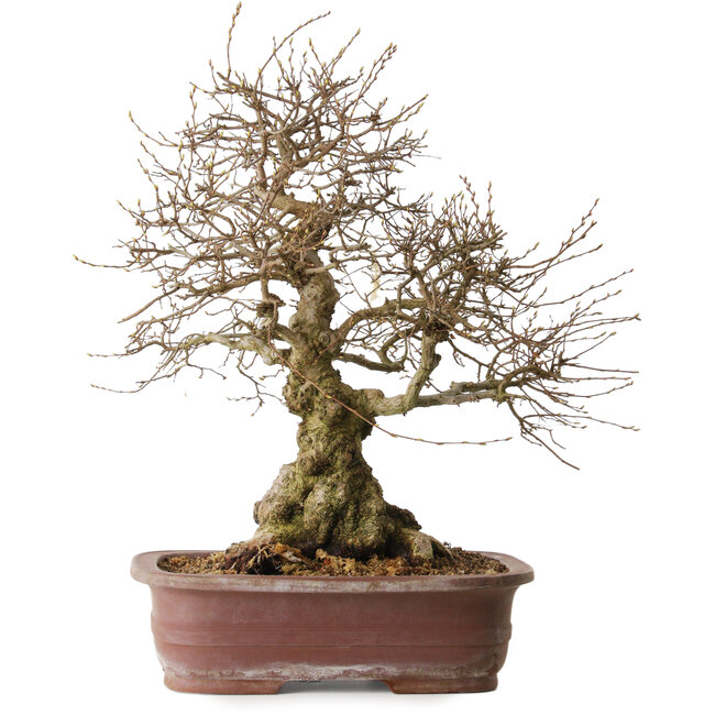 Carpinus coreana, 57 cm, ± 20 años, con un nebari de 24 cm