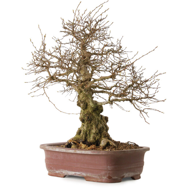 Carpinus coreana, 57 cm, ± 20 ans, avec un nebari de 24 cm