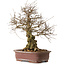 Carpinus coreana, 57 cm, ± 20 jaar oud, met een nebari van 24 cm