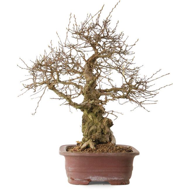Carpinus coreana, 57 cm, ± 20 ans, avec un nebari de 24 cm