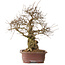 Carpinus coreana, 57 cm, ± 20 anni, con nebari di 24 cm