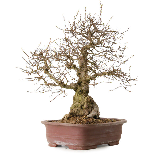 Carpinus coreana, 57 cm, ± 20 anni, con nebari di 24 cm