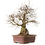 Carpinus coreana, 57 cm, ± 20 years old, with a nebari of 24 cm