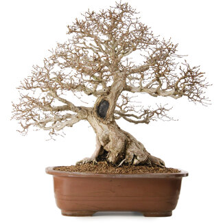 Carpinus coreana, 62 cm, ± 35 jaar oud