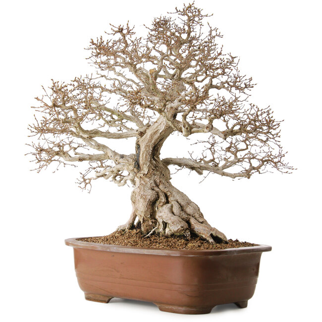 Carpinus coreana, 62 cm, ± 35 años, con un nebari de 33 cm