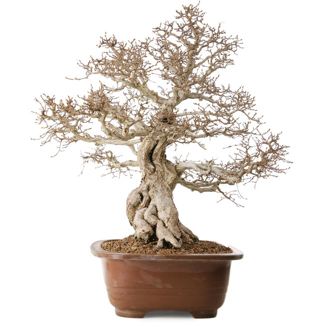 Carpinus coreana, 62 cm, ± 35 jaar oud, met een nebari van 33 cm