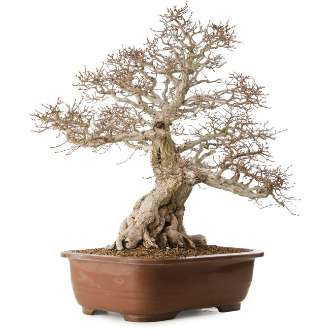 Carpinus coreana, 62 cm, ± 35 Jahre alt, mit einem Nebari von 33 cm
