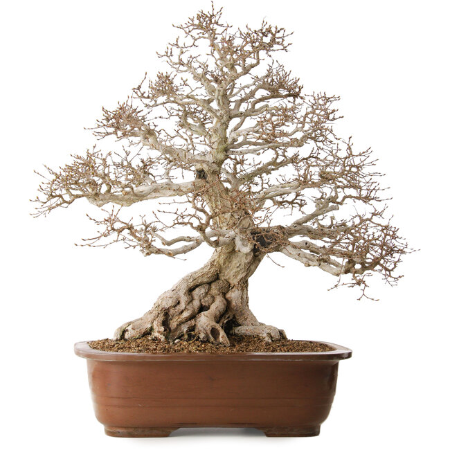 Carpinus coreana, 62 cm, ± 35 years old, with a nebari of 33 cm