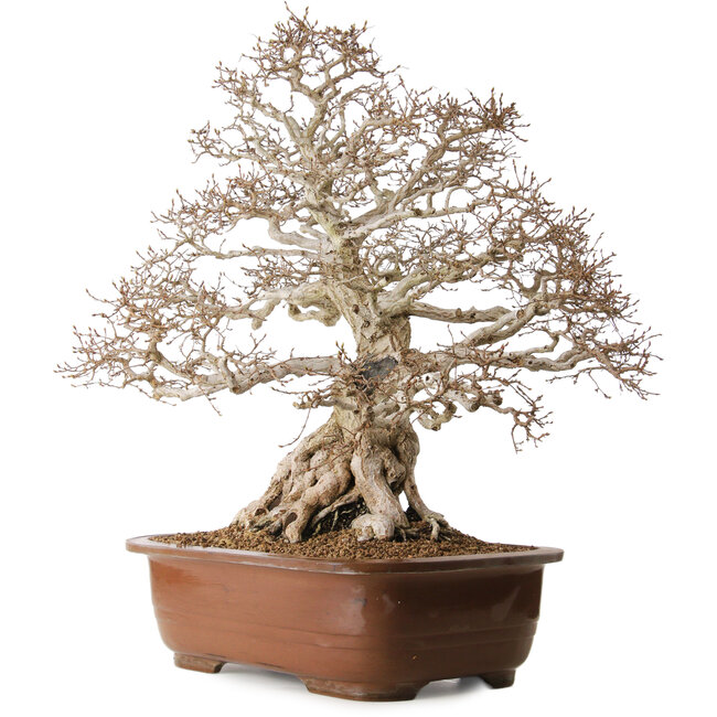 Carpinus coreana, 62 cm, ± 35 años, con un nebari de 33 cm