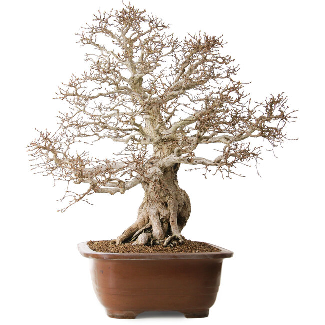 Carpinus coreana, 62 cm, ± 35 anni, con nebari di 33 cm