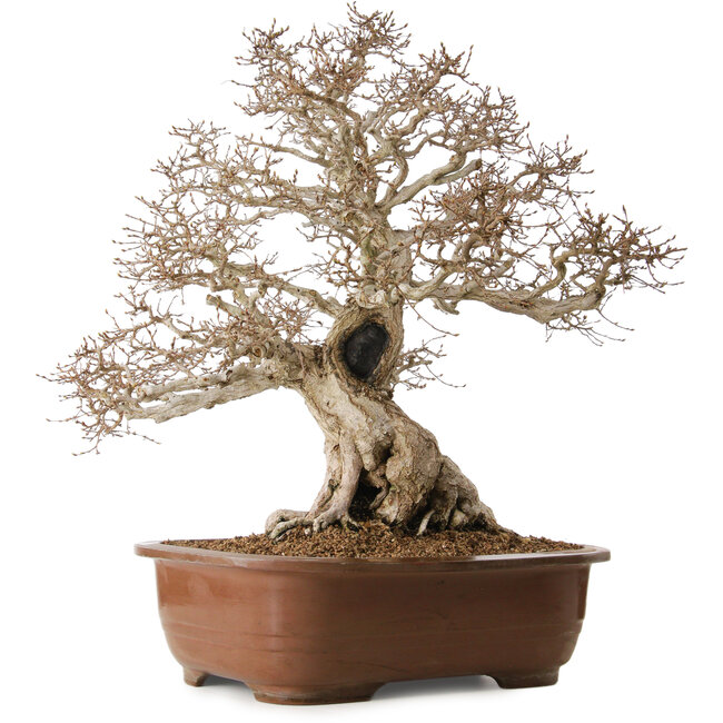 Carpinus coreana, 62 cm, ± 35 anni, con nebari di 33 cm