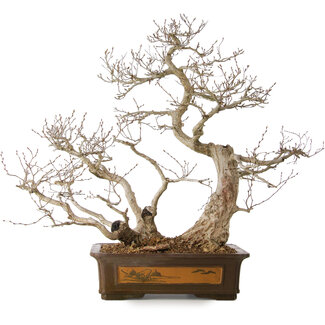 Carpinus coreana, 65 cm, ± 35 years old