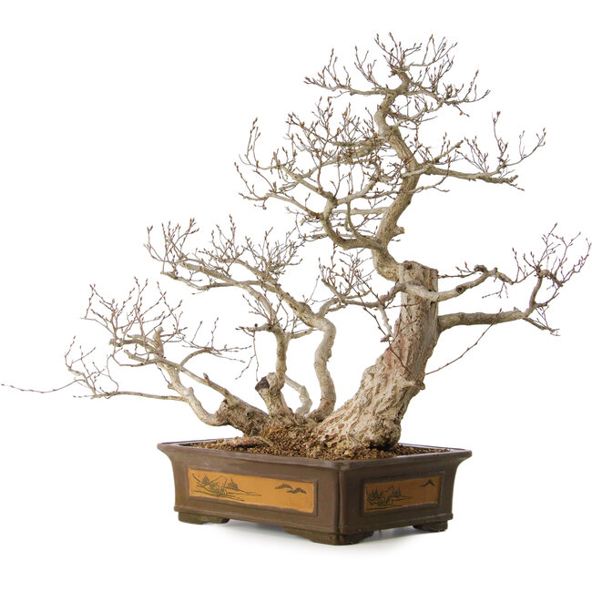 Carpinus coreana, 65 cm, ± 35 years old, with a nebari of 27 cm