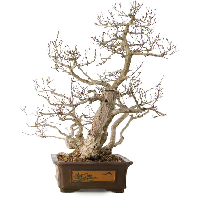 Carpinus coreana, 65 cm, ± 35 years old, with a nebari of 27 cm