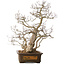 Carpinus coreana, 65 cm, ± 35 years old, with a nebari of 27 cm