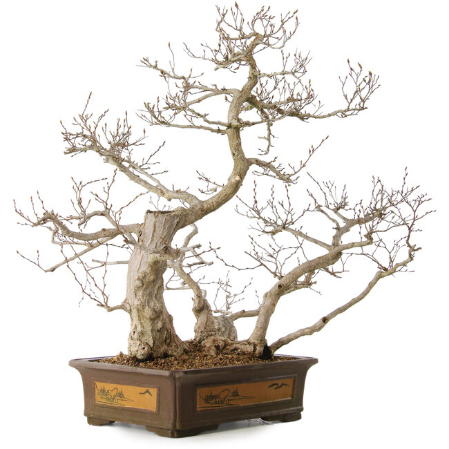 Carpinus coreana, 65 cm, ± 35 years old, with a nebari of 27 cm