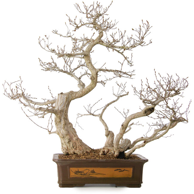 Carpinus coreana, 65 cm, ± 35 years old, with a nebari of 27 cm
