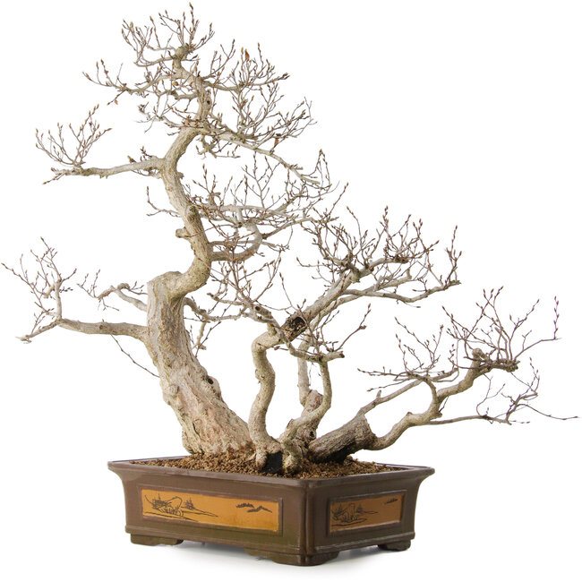 Carpinus coreana, 65 cm, ± 35 years old, with a nebari of 27 cm