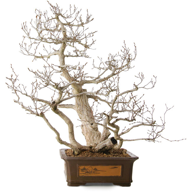 Carpinus coreana, 65 cm, ± 35 years old, with a nebari of 27 cm