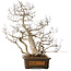Carpinus coreana, 65 cm, ± 35 years old, with a nebari of 27 cm