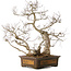Carpinus coreana, 65 cm, ± 35 years old, with a nebari of 27 cm
