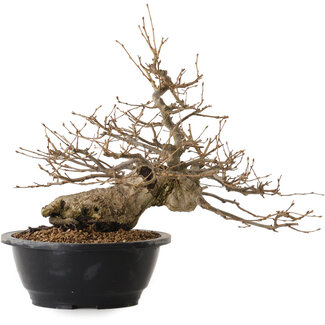 Carpinus coreana, 32 cm, ± 20 Jahre alt
