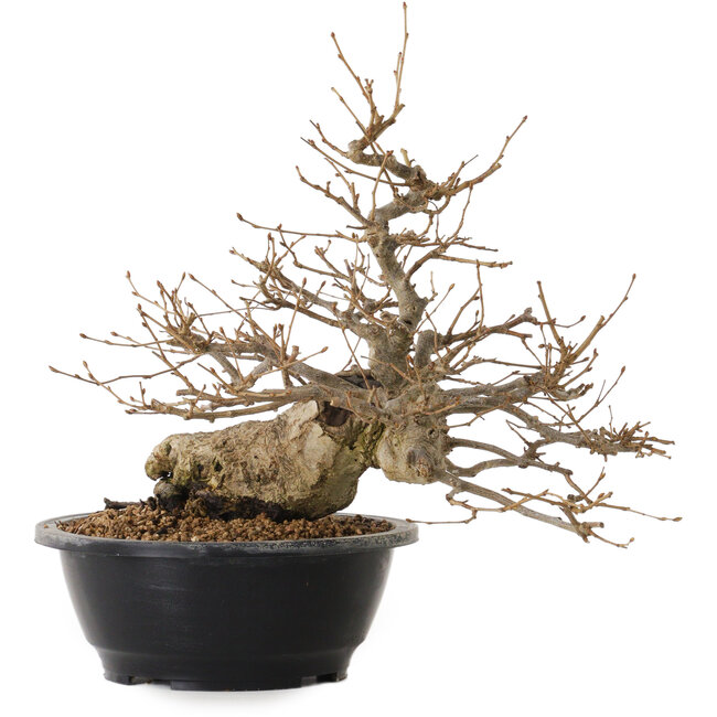 Carpinus coreana, 32 cm, ± 20 ans, avec un nebari de 15 cm