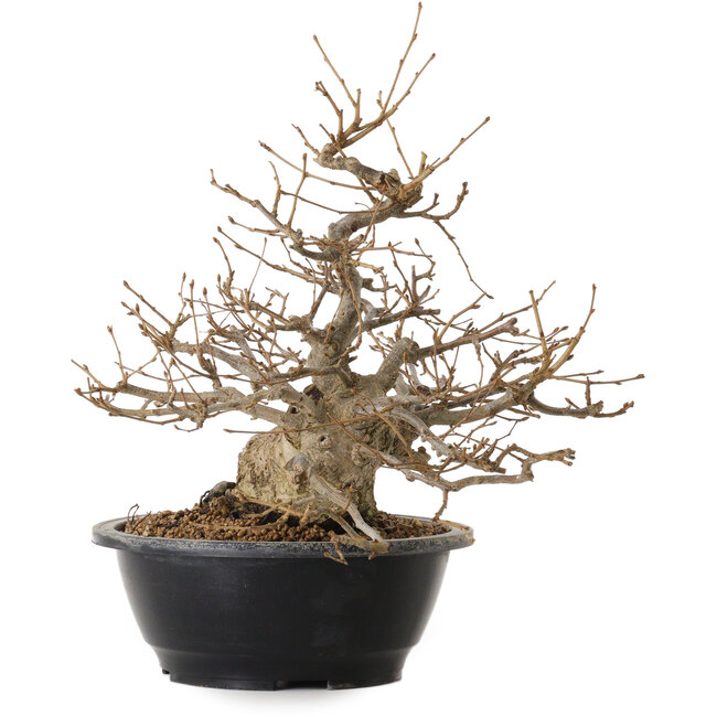 Carpinus coreana, 32 cm, ± 20 años, con un nebari de 15 cm