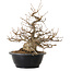 Carpinus coreana, 32 cm, ± 20 anni, con nebari di 15 cm