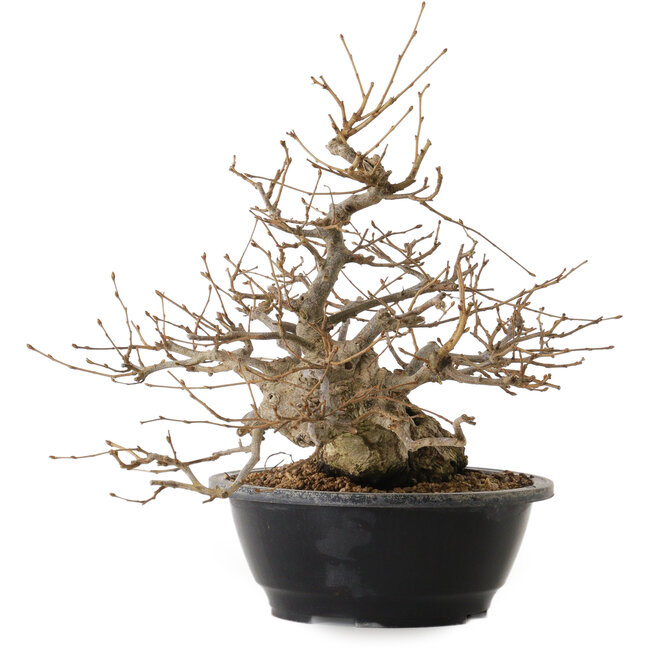 Carpinus coreana, 32 cm, ± 20 años, con un nebari de 15 cm