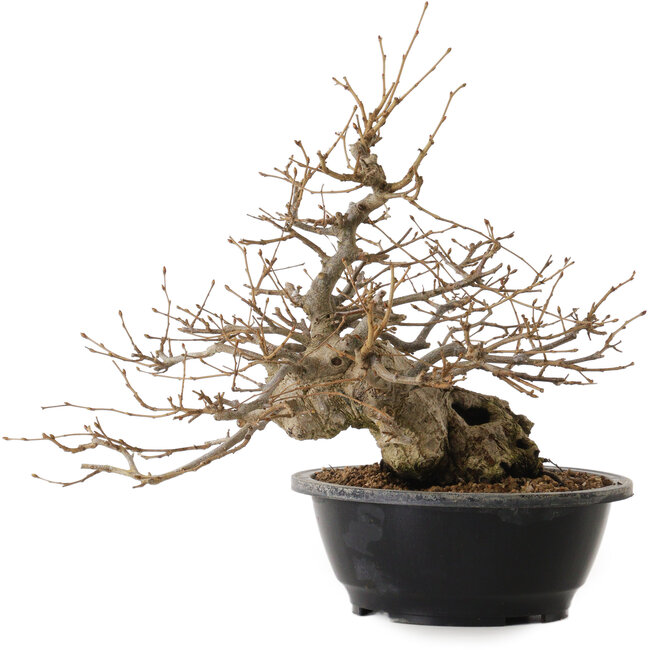 Carpinus coreana, 32 cm, ± 20 ans, avec un nebari de 15 cm