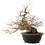 Carpinus coreana, 32 cm, ± 20 years old, with a nebari of 15 cm