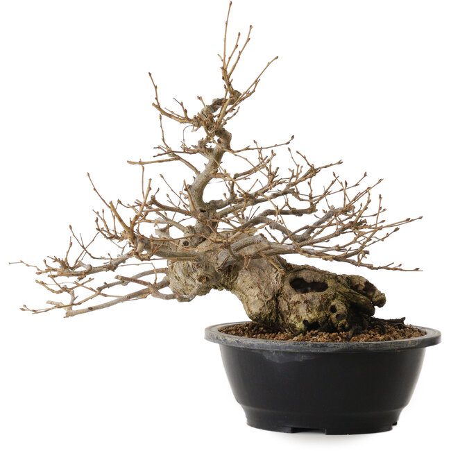 Carpinus coreana, 32 cm, ± 20 Jahre alt, mit einem Nebari von 15 cm