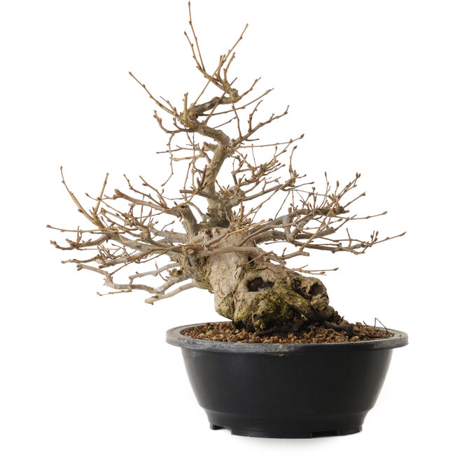 Carpinus coreana, 32 cm, ± 20 years old, with a nebari of 15 cm